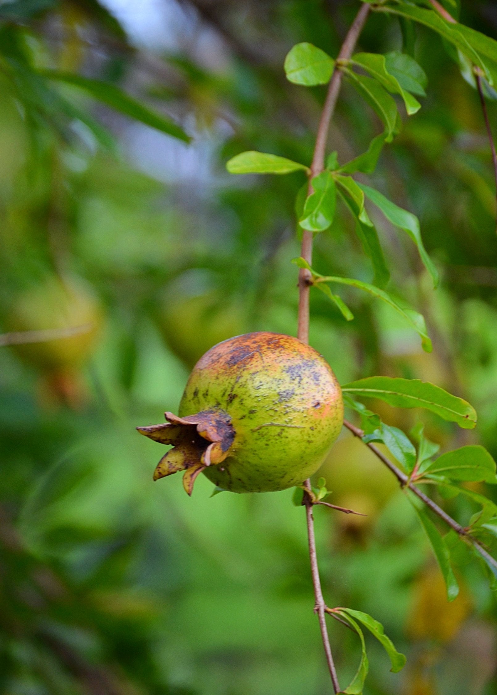 Pomegranate 'Vietnamese Pink' tropical fruit tree by Sow Exotic with lush green leaves and developing pink-pommegranate fruit.