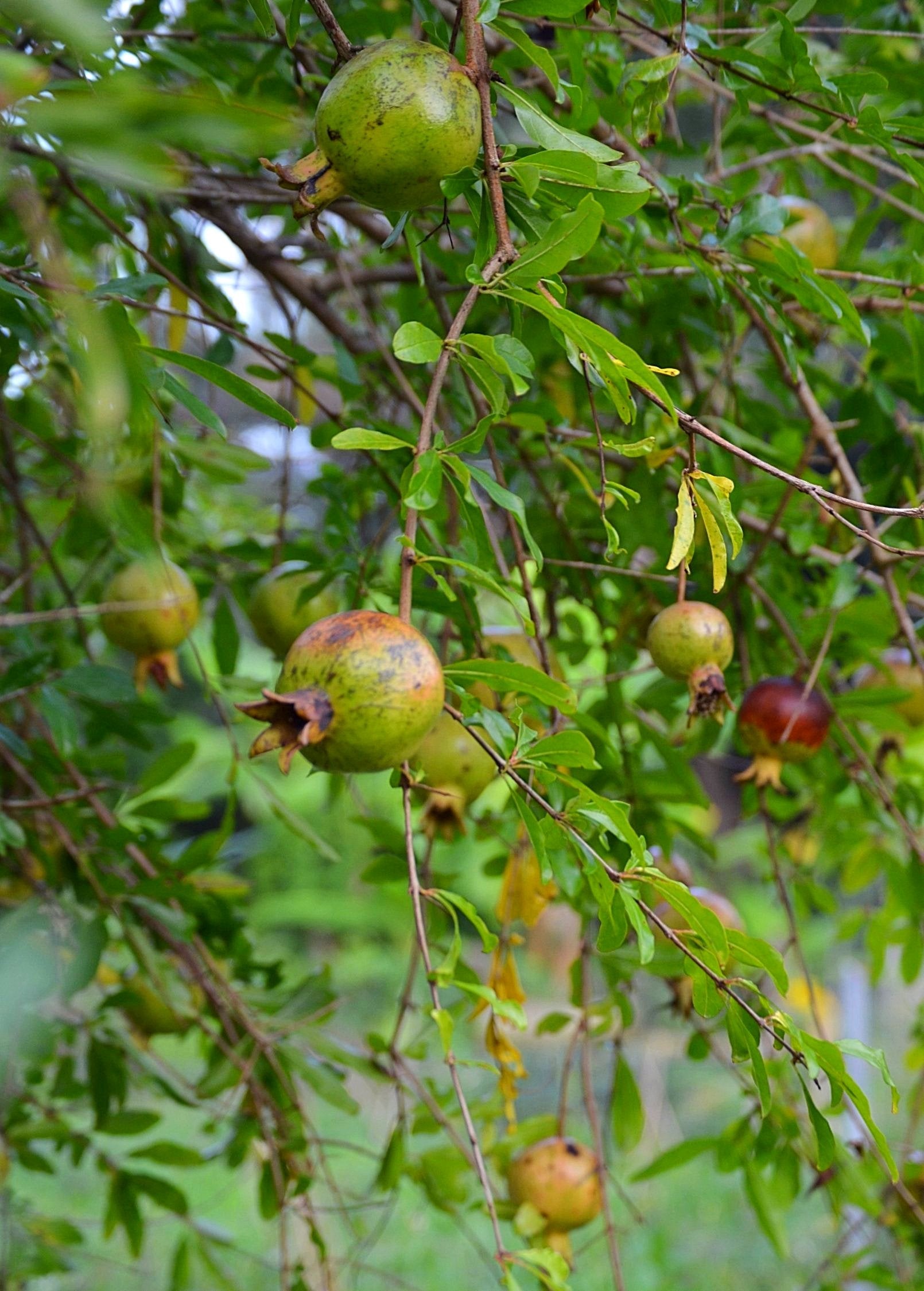 Pomegranate 'Vietnamese Pink' tropical fruit tree by Sow Exotic with lush green foliage and vibrant pink-patched fruit.