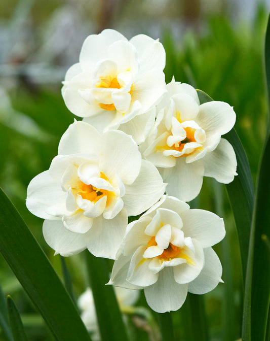 Close-up of a bridal crown made with double daffodil flowers from BloomingBulb, showcasing fresh yellow daffodil blooms.