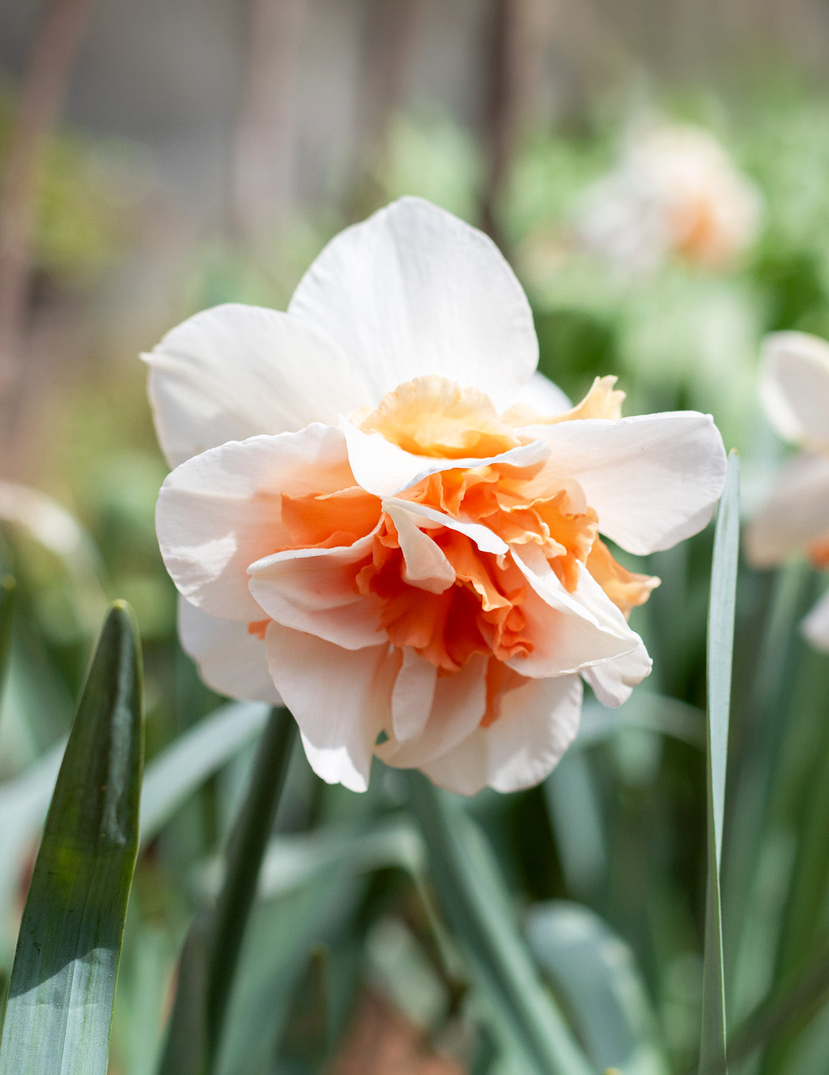 Delnashaugh Double Daffodil - 10 bulbs