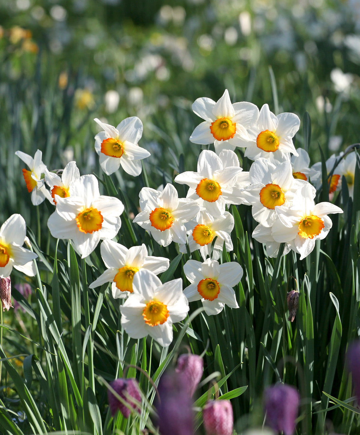 Flower Record Large Cupped Daffodil - 10 bulbs