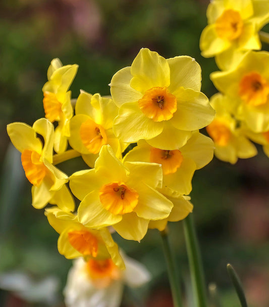 Martinette Jonquilla daffodil bulbs from BloomingBulb, showing vibrant yellow flowers and green foliage in a garden setting.