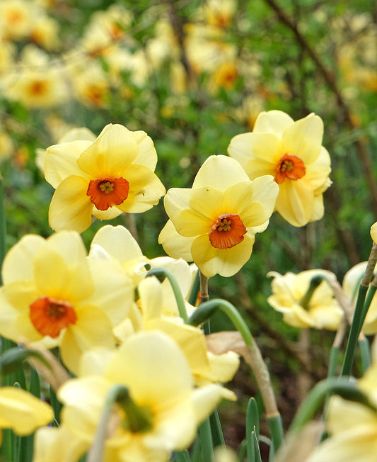 Bright yellow Pipe Major daffodil bulbs from BloomingBulb, ready to plant in spring for vibrant garden blooms.