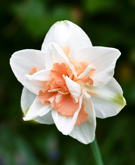 Replete Double Daffodil bulbs from BloomingBulb, showcasing vibrant yellow, double-flowered daffodil blossoms on green stems.