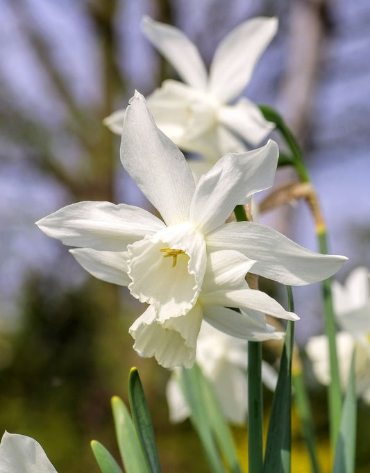 White Thalia daffodil bulbs from BloomingBulb, showcasing vibrant white flowers and green stems in a garden setting.