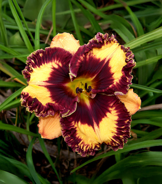 Volcanic Fireworks reblooming daylily single fan division by BloomingBulb, showcasing vibrant orange and red blooms.