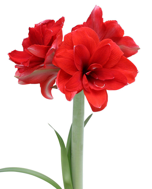 BloomingBulb Double Dragon Amaryllis bulb, 22-26 cm, vibrant red and white flowers, ready to bloom indoors.