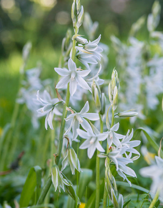 Drooping Star of Bethlehem flowering bulbs from BloomingBulb, showing clusters of white, star-shaped blooms with green foliage.
