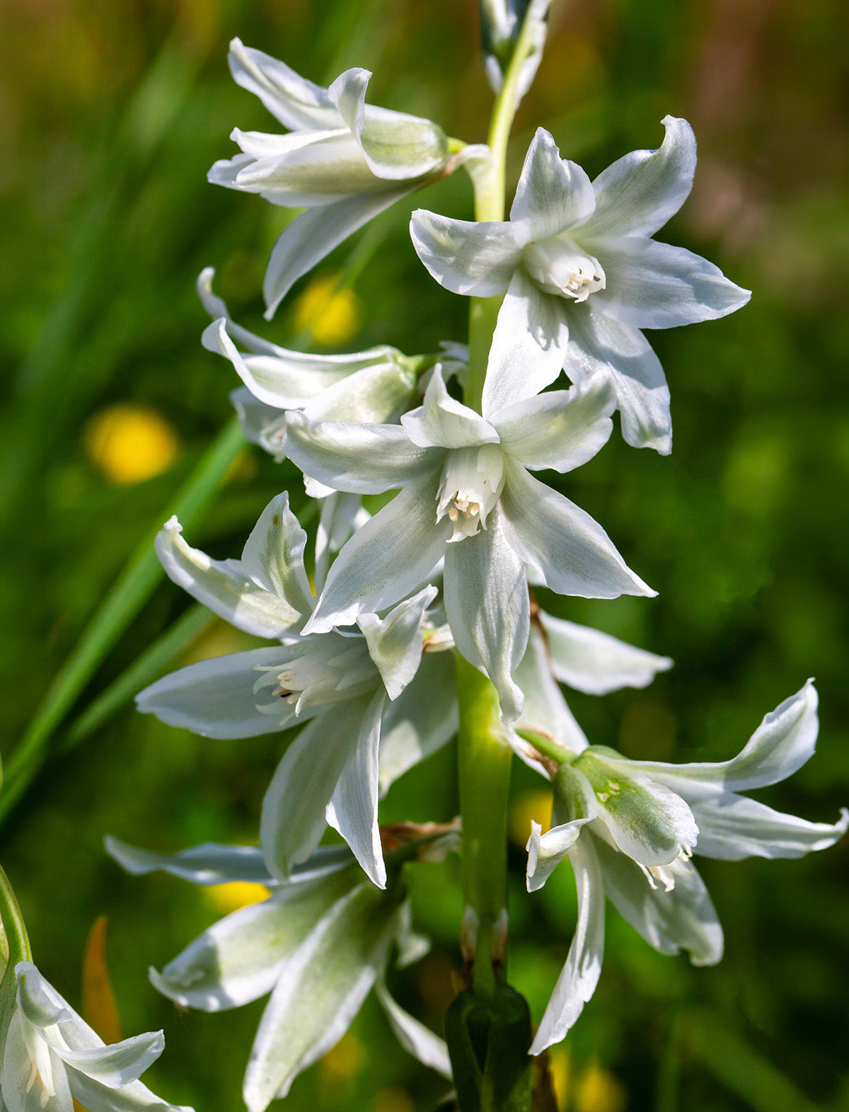 Drooping Star of Bethlehem - 25 bulbs