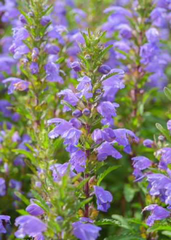 Fresh Moldavian Balm herb, Dracocephalum moldavica, from Sow Exotic, with green leaves and aromatic plant foliage.
