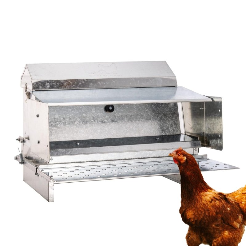 RentACoop automatic metal treadle feeder with 25lb capacity, designed for poultry feeding and watering, durable and easy to use.