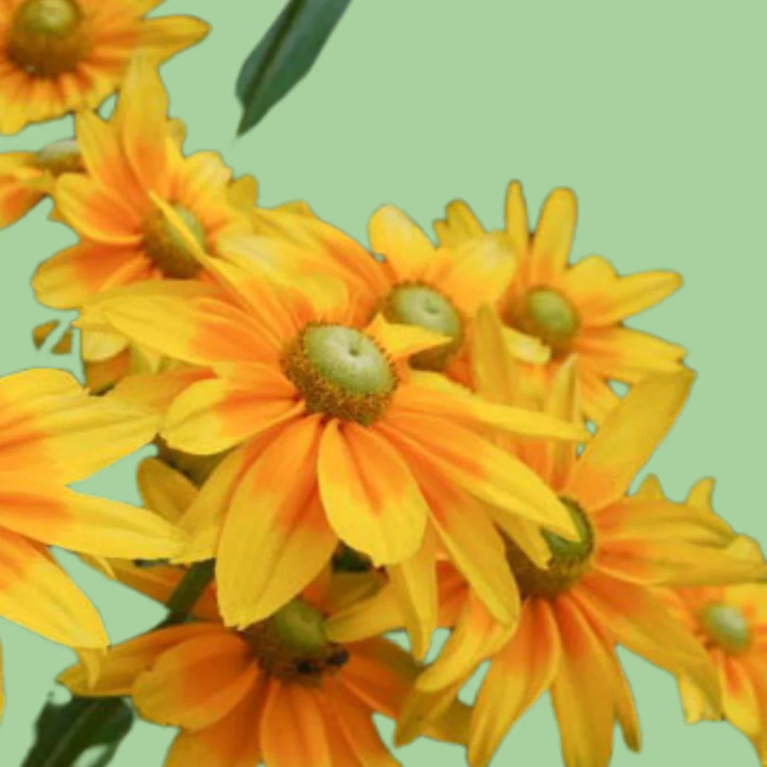 Close-up of Rudbeckia Irish Eyes flower seeds from John's Plant Adventures, showing seed packets and plant illustrations.