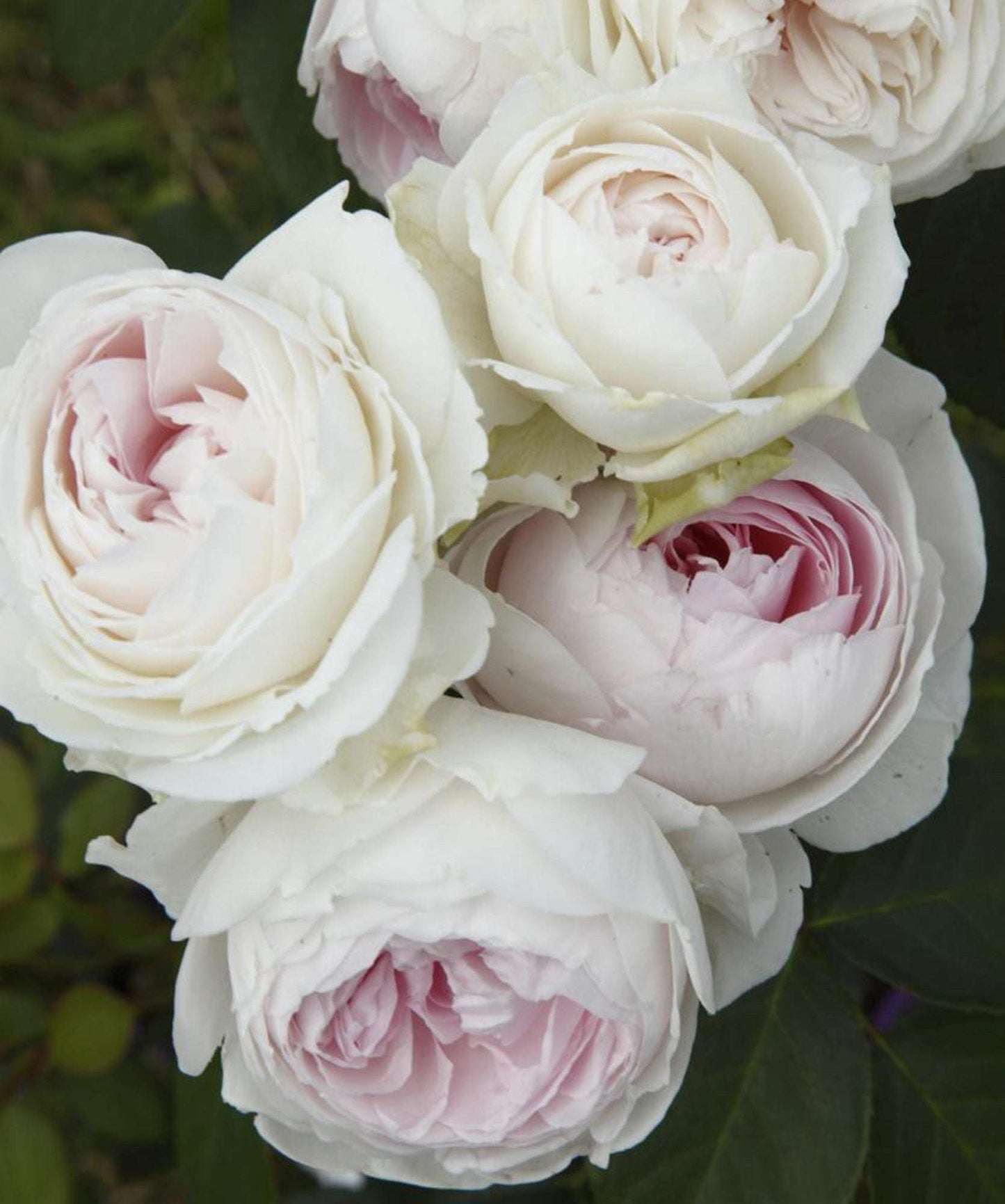 Fresh Garden Living Earth Angel rose plant in a 1.5-gallon pot with vibrant pink blooms and lush green foliage.