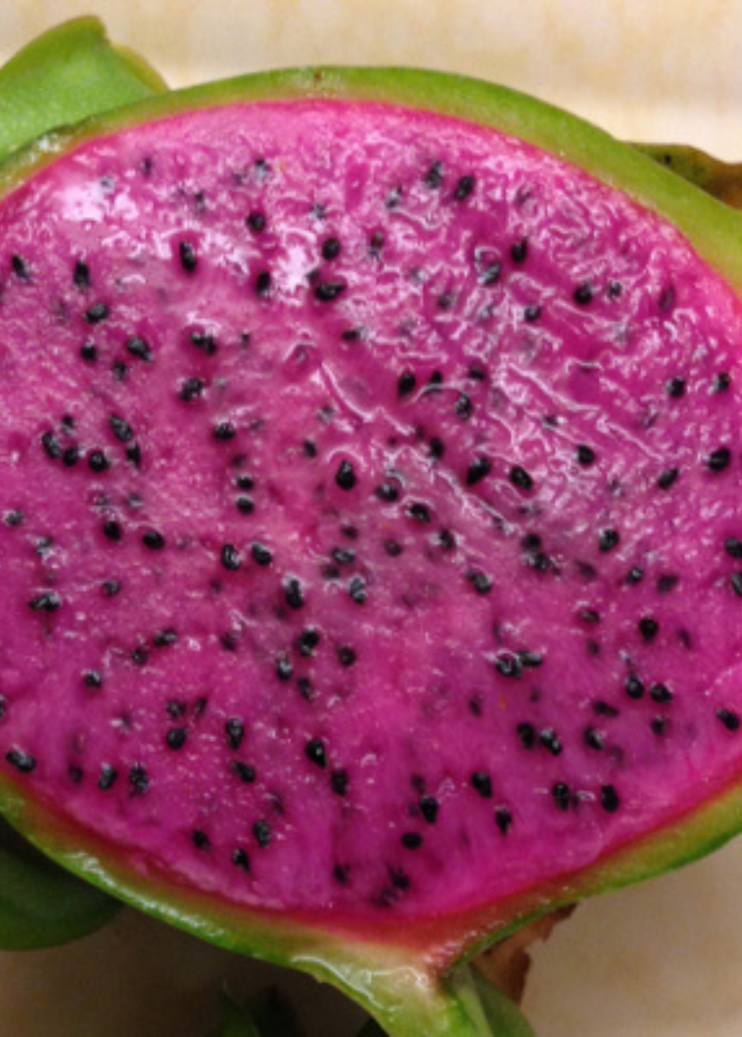Fruiting plant of Edgar's Baby dragon fruit by Sow Exotic, showing vibrant pink skin and green spiky leaves of the Hylocereus hybrid.