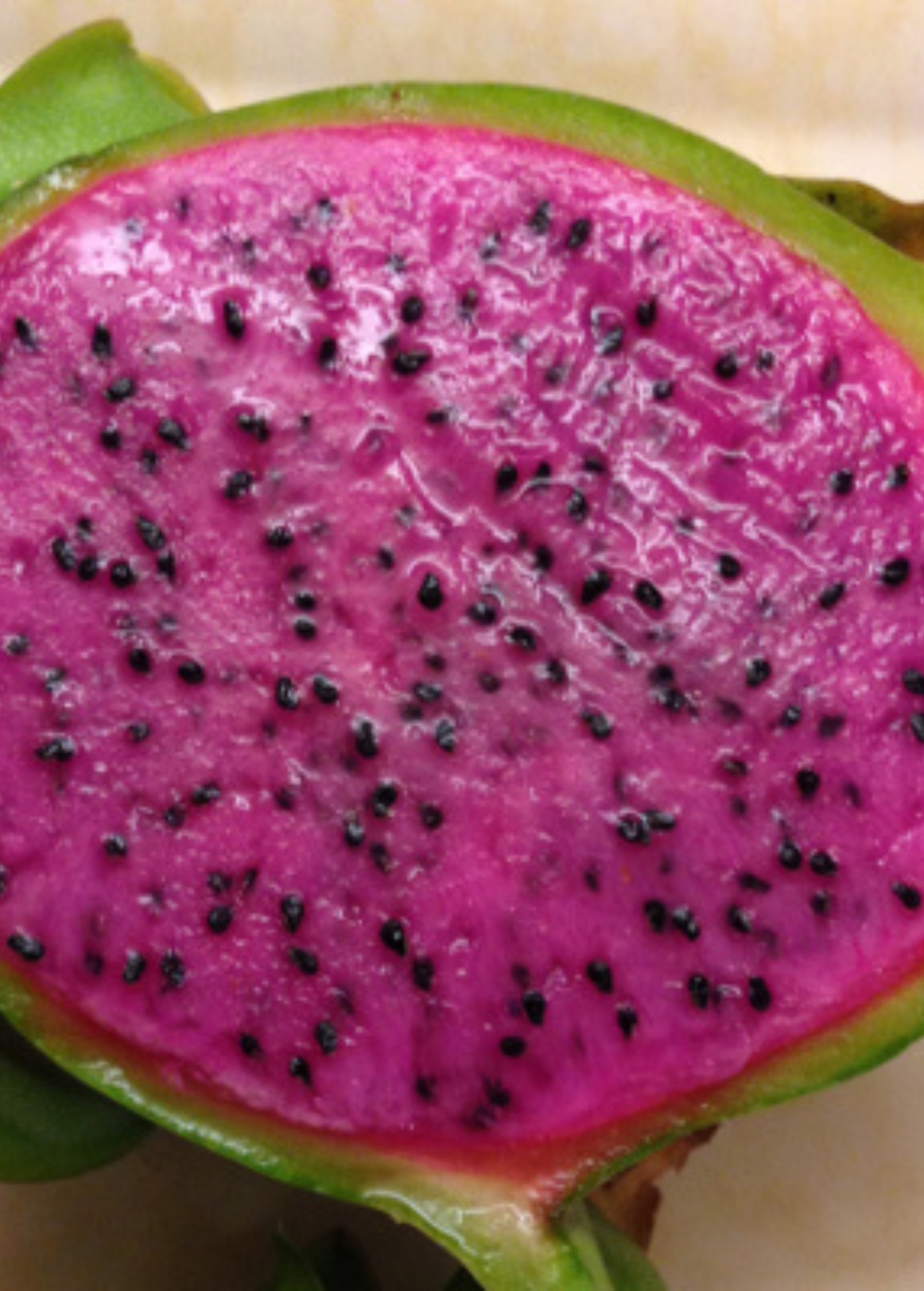 Fruiting plant of Edgar's Baby dragon fruit by Sow Exotic, showing vibrant pink skin and green spiky leaves of the Hylocereus hybrid.