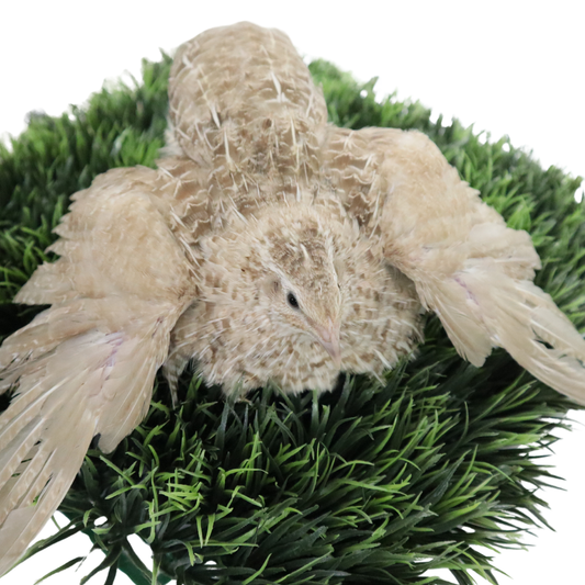 Fertile Egyptian Gold Quail hatching eggs from Quailz.com, showing smooth, speckled golden shells on a white background.