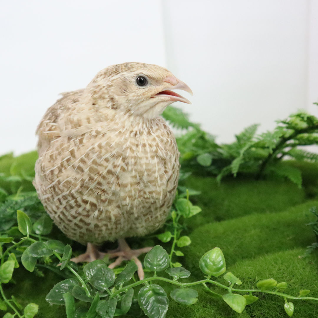 Egyptian Gold fertile quail hatching eggs from Quailz.com, showing smooth, golden-brown eggs with speckled patterns on a white background.
