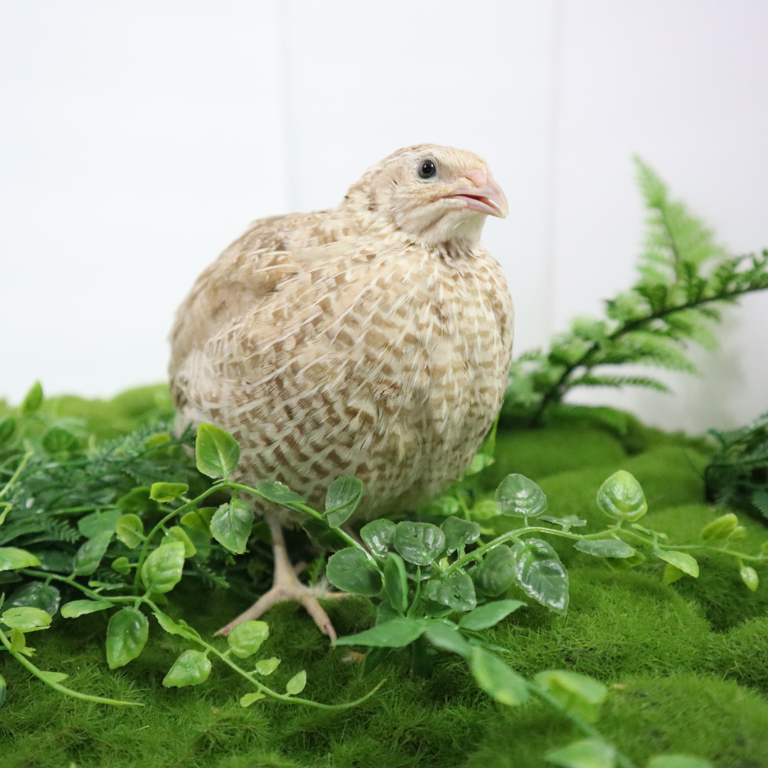 Fertile Egyptian Gold Quail Hatching Eggs with smooth, speckled brown and gold shells, displayed on a neutral surface.