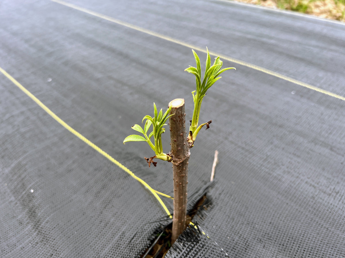 Elderberry sprouting plant from The Farm On Central, fresh elderberry shrub with green leaves and budding stems.