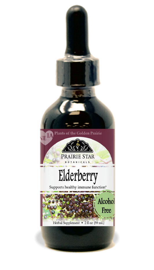 Prairie Star Botanicals Elder Berry singles image showing ripe, dark purple elderberries on the bush.