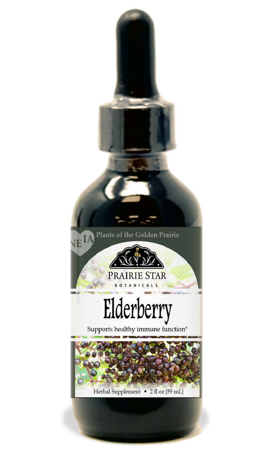 Single elderberry from Prairie Star Botanicals, fresh and vibrant elderberry for herbal remedies or cooking.