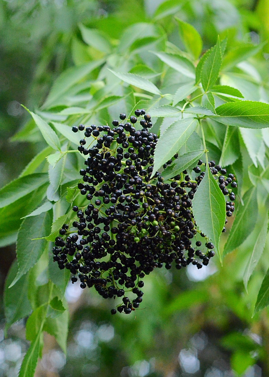 Elderberry fruits on a Florida native elderflower plant, Sambucus canadensis, shown in a detailed herb image.