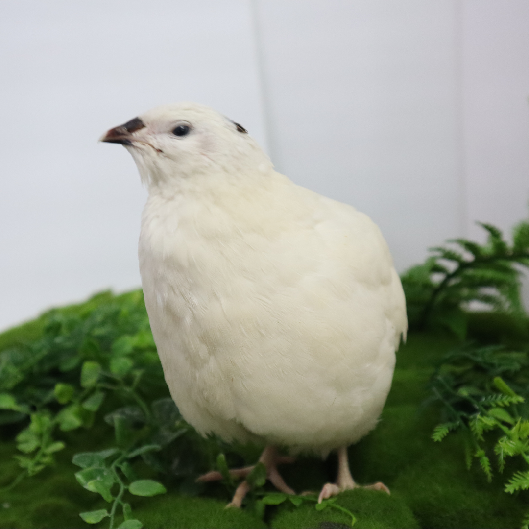 Jumbo white Coturnix quail hatching eggs, fresh and premium, ideal for breeders and homesteaders, showing eggs in a nest.