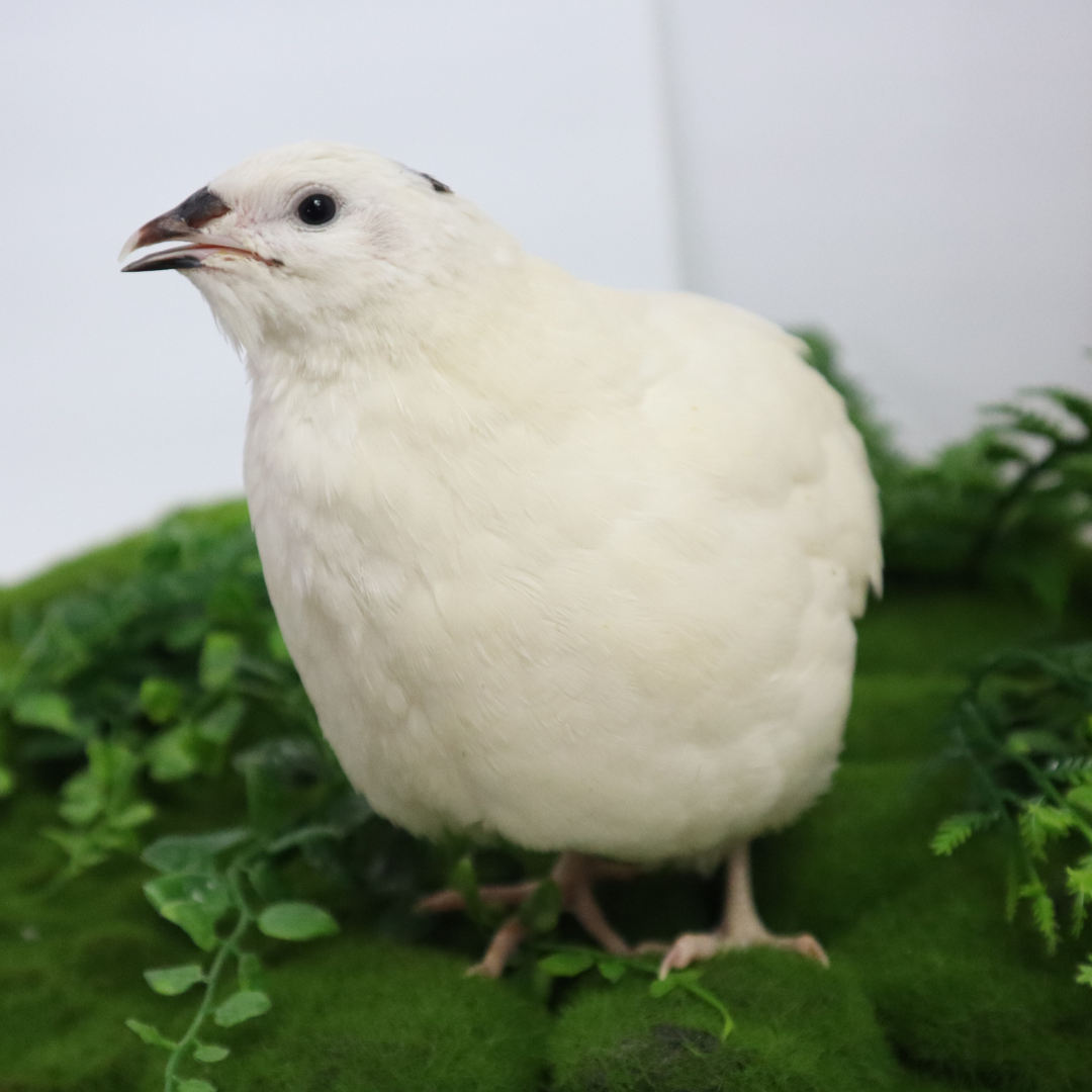 Jumbo white Coturnix quail eggs from Quailz.com by Undique LLC, freshly collected for hatching, ideal for breeders and hobbyists