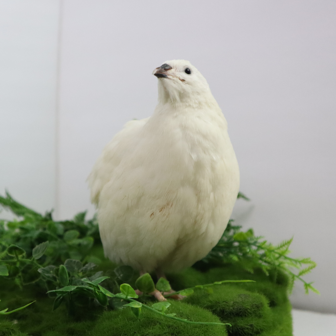 Jumbo white Coturnix quail eggs for hatching, fresh and premium quality, ideal for breeders, homesteaders, and hobbyists.
