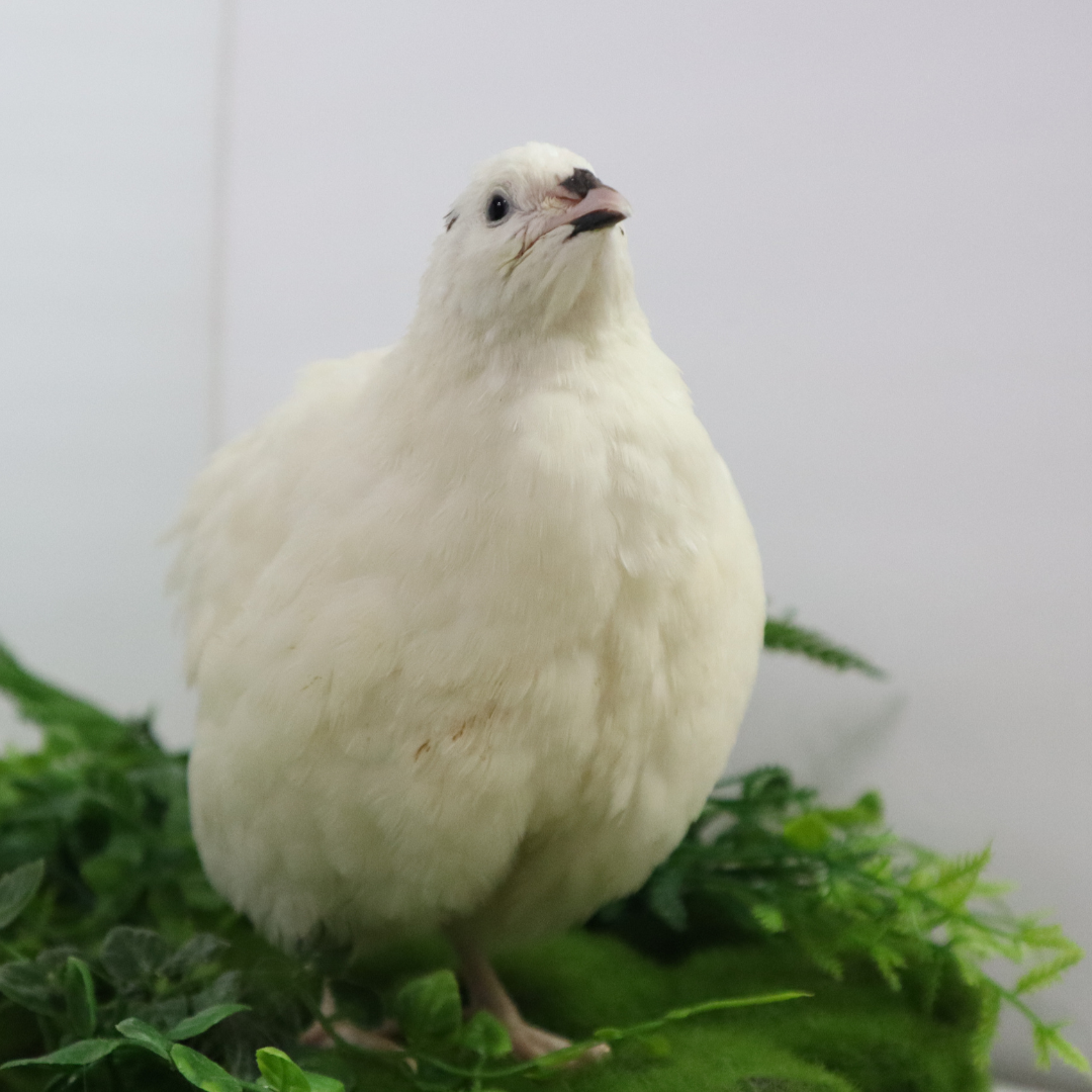Jumbo white Coturnix quail eggs from Quailz.com, freshly collected for hatching by homesteaders and breeders.