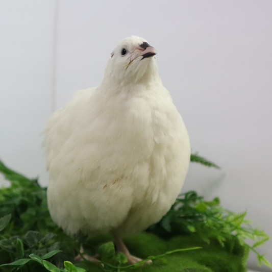 Jumbo white Coturnix quail hatching eggs from Quailz.com by Undique LLC, freshly collected for high hatch rates, ideal for breeders.