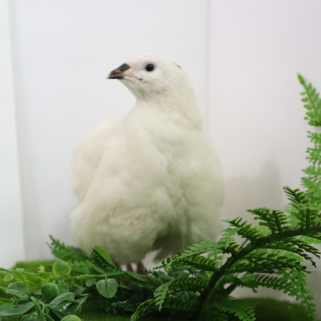 Jumbo white Coturnix quail eggs from Quailz.com by Undique LLC, freshly collected for hatching and high hatch rates.