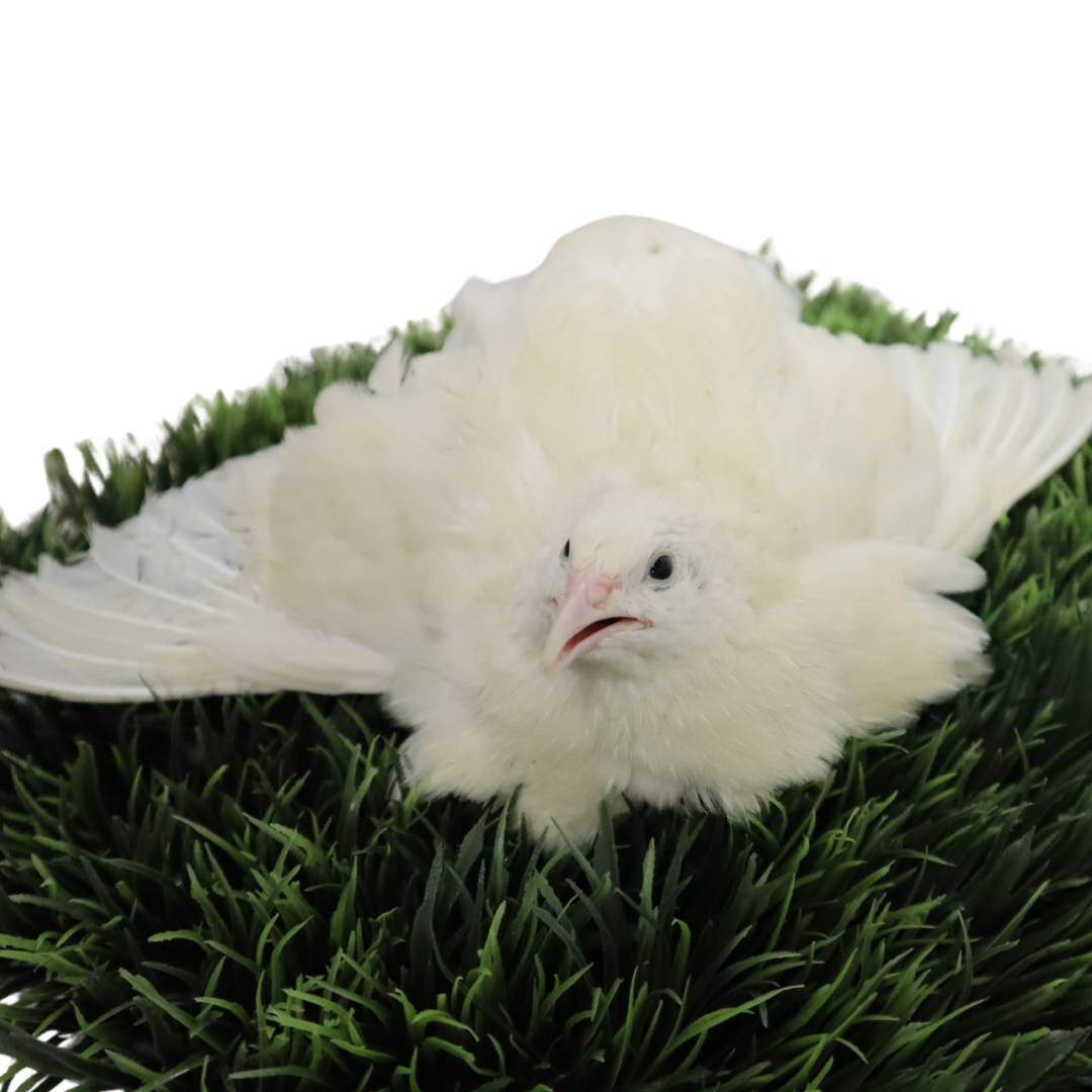 Jumbo white Coturnix quail eggs for hatching, fresh and high quality, laid by English white birds from Quailz.com.