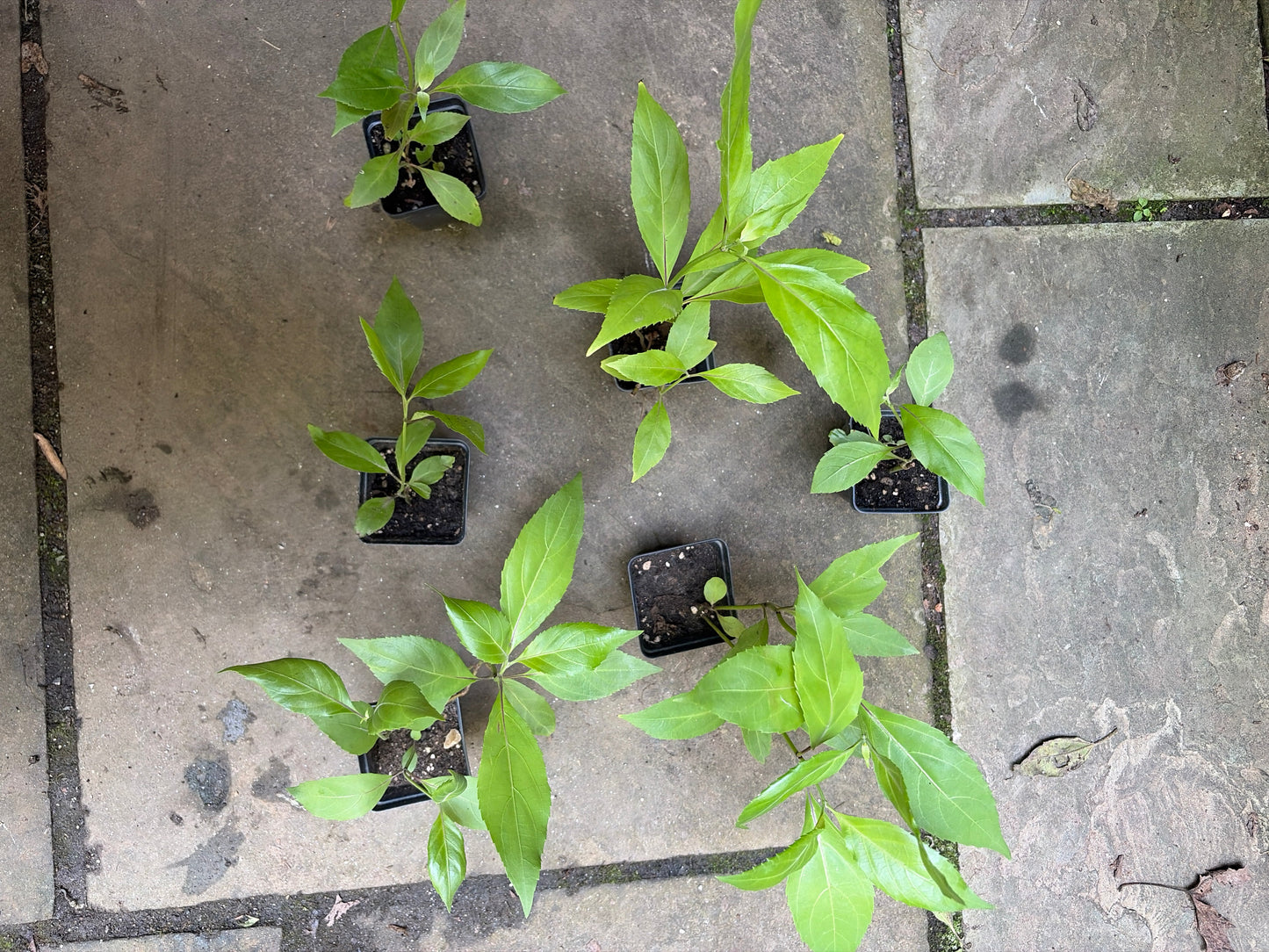 Belize Sage Live Plant (Salvia miniata) – Hummingbird & Pollinator Perennial, Zones 9–11