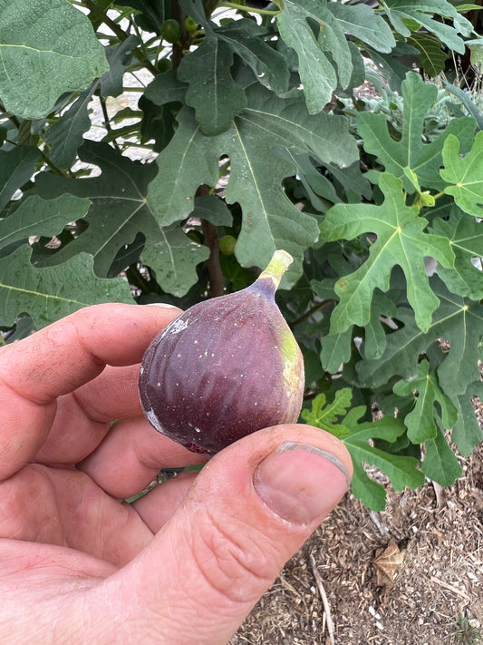 Close-up of Chicago Hardy fig cuttings from The Farm On Central, showing healthy green fig leaves and cuttings ready for planting.