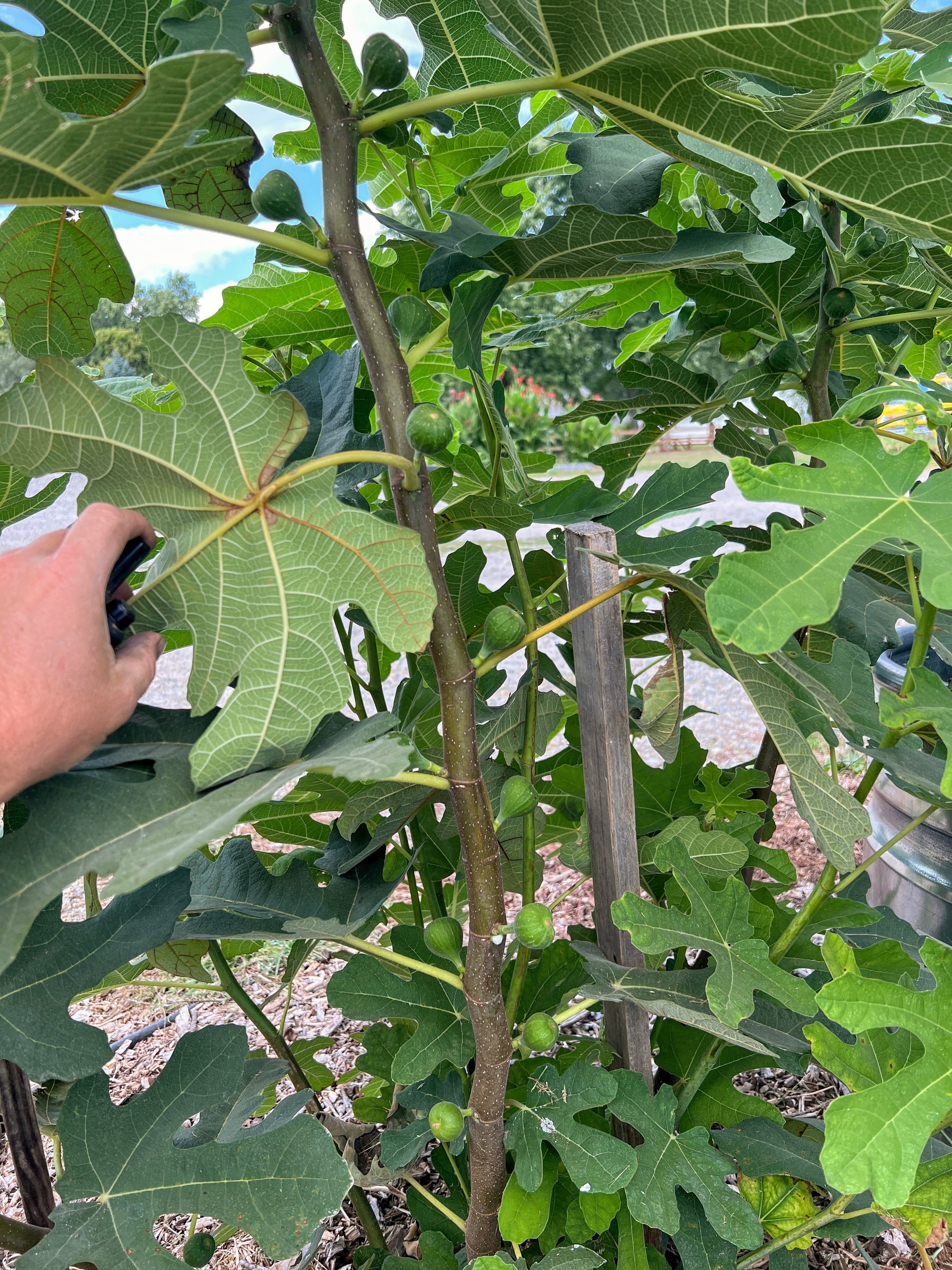 Chicago Hardy Fig cuttings from The Farm On Central, showing healthy, leafy fig plant segments ready for planting.