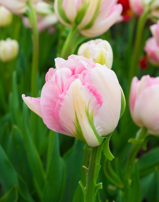Finola Double Late Tulip bulbs from BloomingBulb, showing vibrant pink and white tulip blossoms on tall stems.