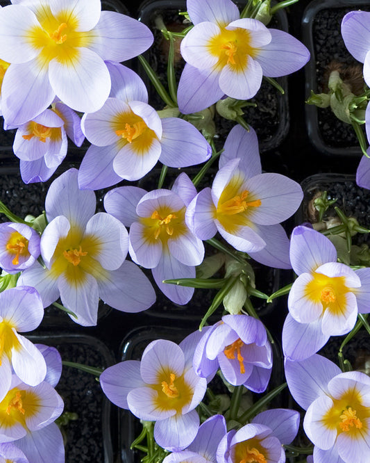 Bright yellow Firefly Species Crocus bulbs from BloomingBulb, ready to bloom in spring.
