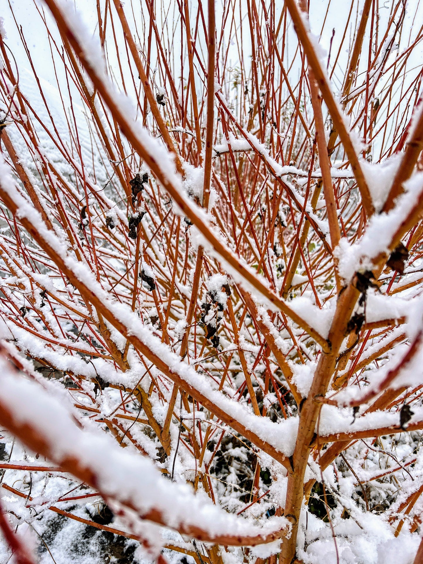 Yellow Flame Willow tree from The Farm On Central with vibrant yellow foliage and graceful, slender branches.