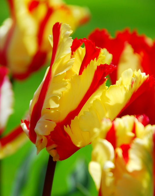 Bright orange Flaming Parrot Tulips in bloom, featuring ruffled petals and vibrant color, from BloomingBulb.