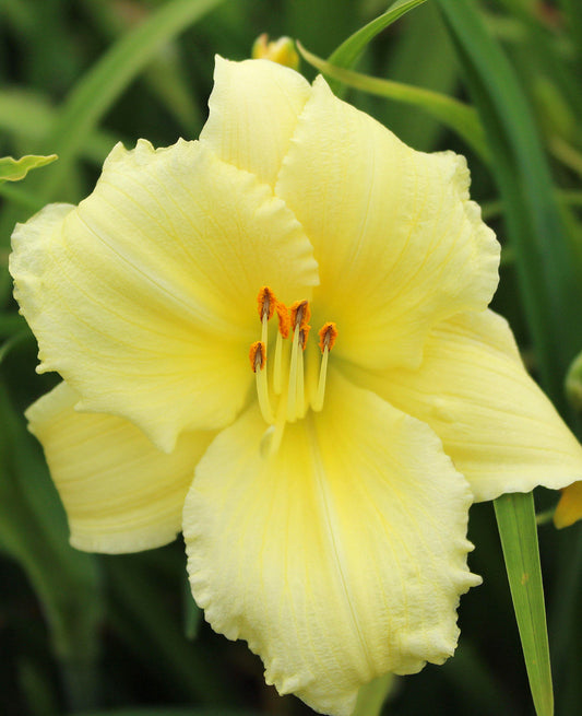 Single root division of Fragrant Returns Reblooming Daylily by BloomingBulb, showcasing vibrant, fragrant daylily blooms.