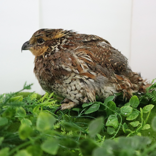 Georgia Giant Quail hatching eggs from Quailz.com, showcasing a carton of fresh, high-quality quail eggs for incubation.