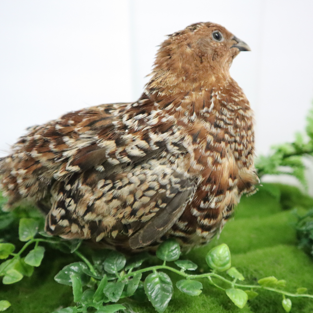 German Chocolate Pansy Quail hatching eggs from Quailz.com, fertile Coturnix eggs for incubation, displayed in a natural setting.