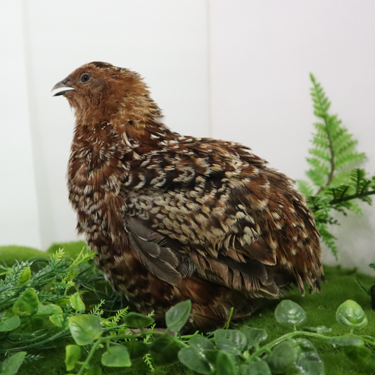 German Chocolate Pansy Quail eggs, fertile Coturnix hatching eggs from Quailz.com, ready for incubation.