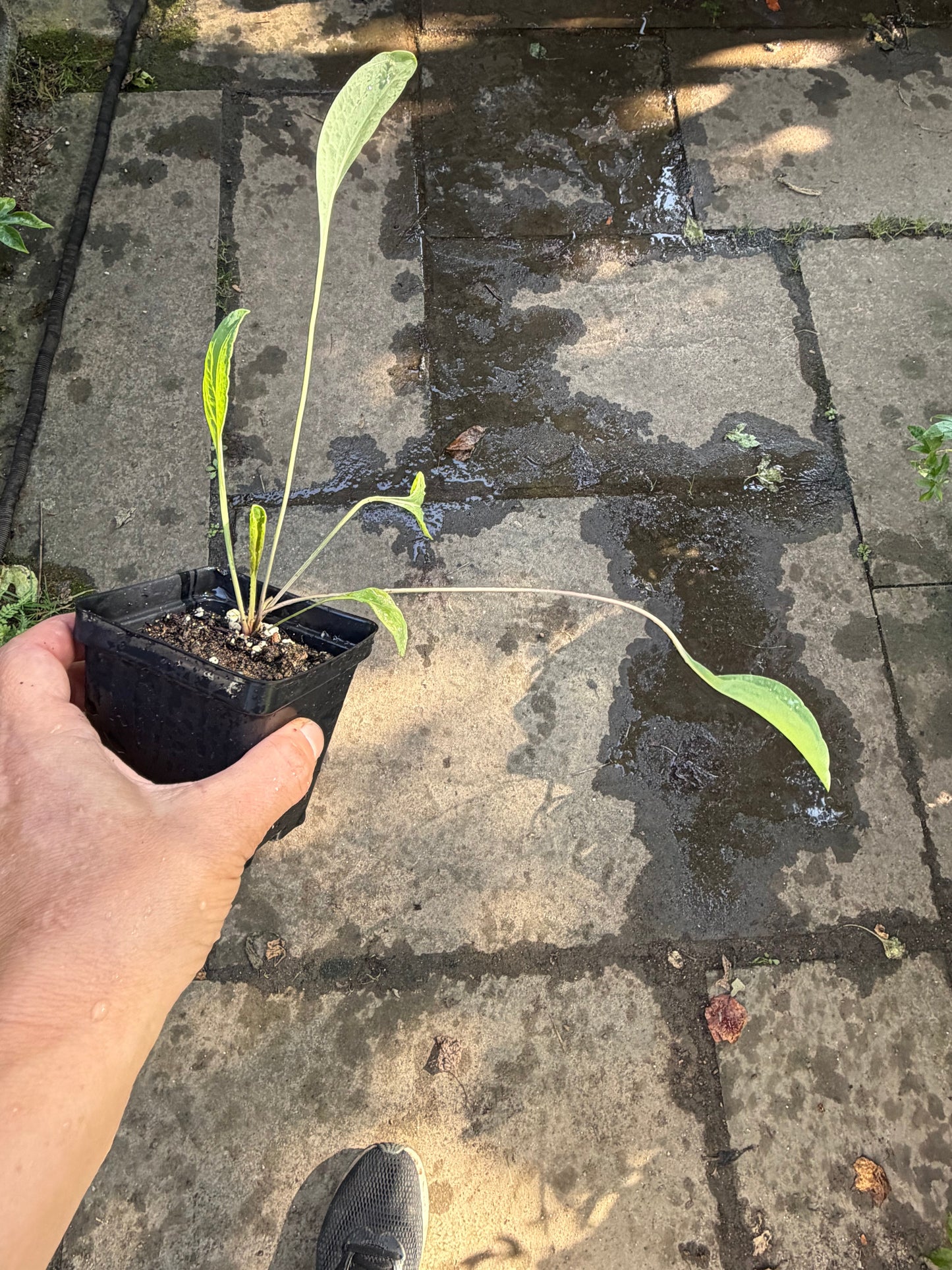 Giant Coneflower Live Plant – Rudbeckia maxima – Native Tall Pollinator Perennial