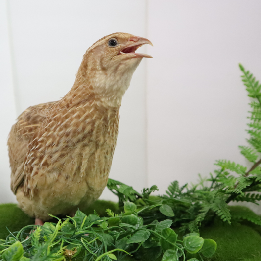 Fertile ginger quail hatching eggs from Quailz.com by Undique LLC, showing smooth, speckled eggs suitable for incubation.