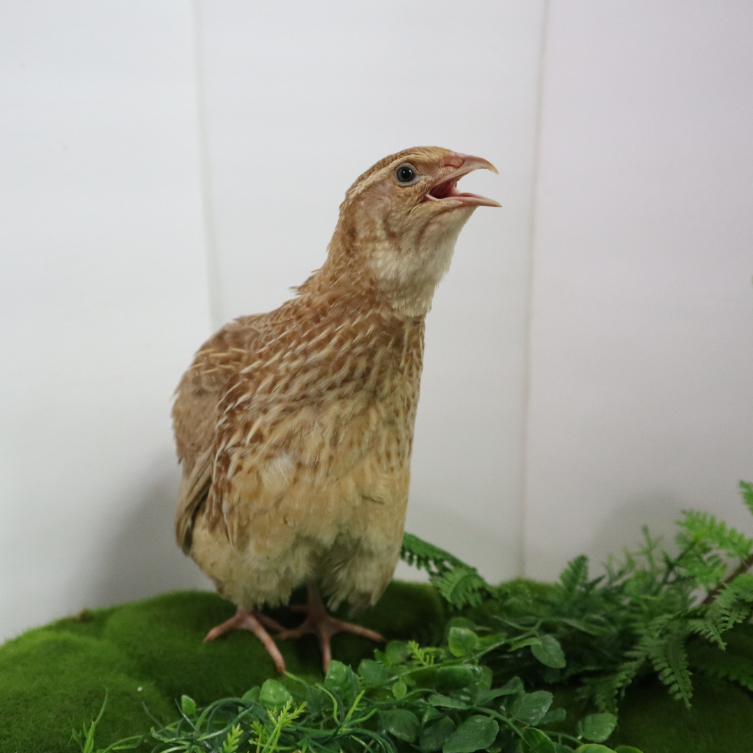 Fertile ginger quail hatching eggs with smooth shells, displayed in a tray, from Quailz.com by Undique LLC.