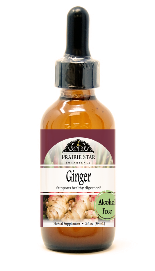 Single fresh ginger root from Prairie Star Botanicals, showcasing a knobby, earthy-colored ginger piece ready for cooking or herbal use.
