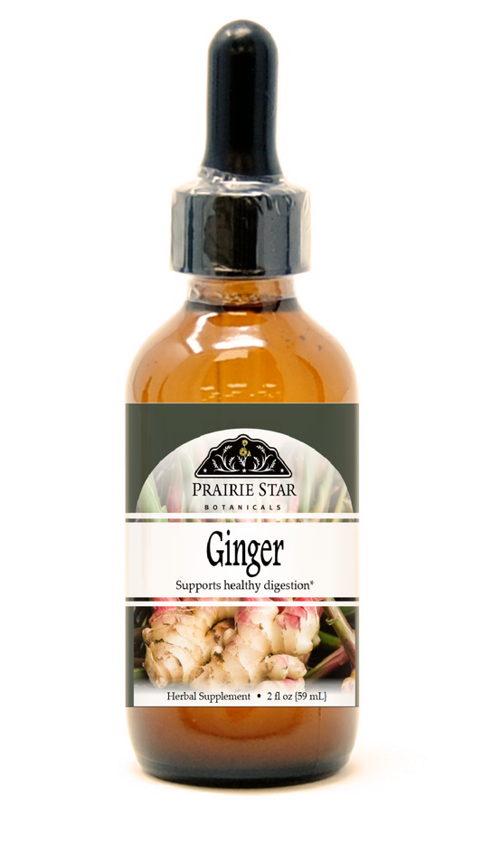 Fresh Prairie Star Botanicals ginger root, whole single ginger piece with textured brown skin and vibrant interior visible.