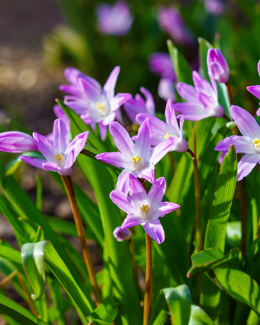 Pink Glory of the Snow specialty bulb planting display with pink flowers, 25 bulbs from BloomingBulb.
